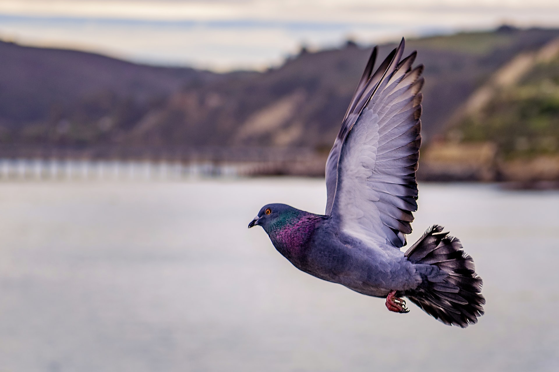 Keep Your Presentation Simple: How a Pigeon Hijacked My Talk